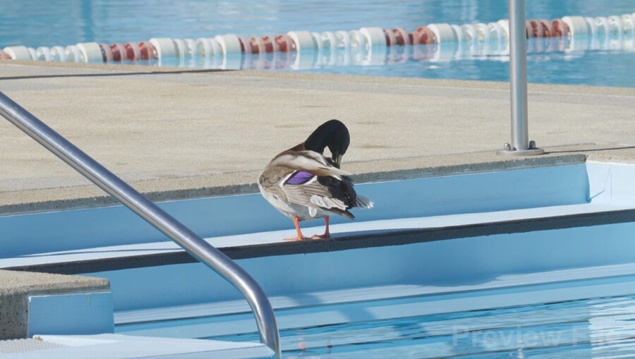 Eine Stockente steht am Rand eines hellblauen Schwimmbeckens.