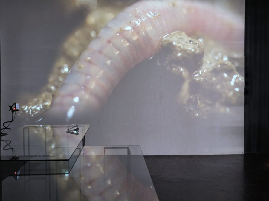 Große Projektion eines Regenwurms in Erde über gläsernen Ausstellungstischen.